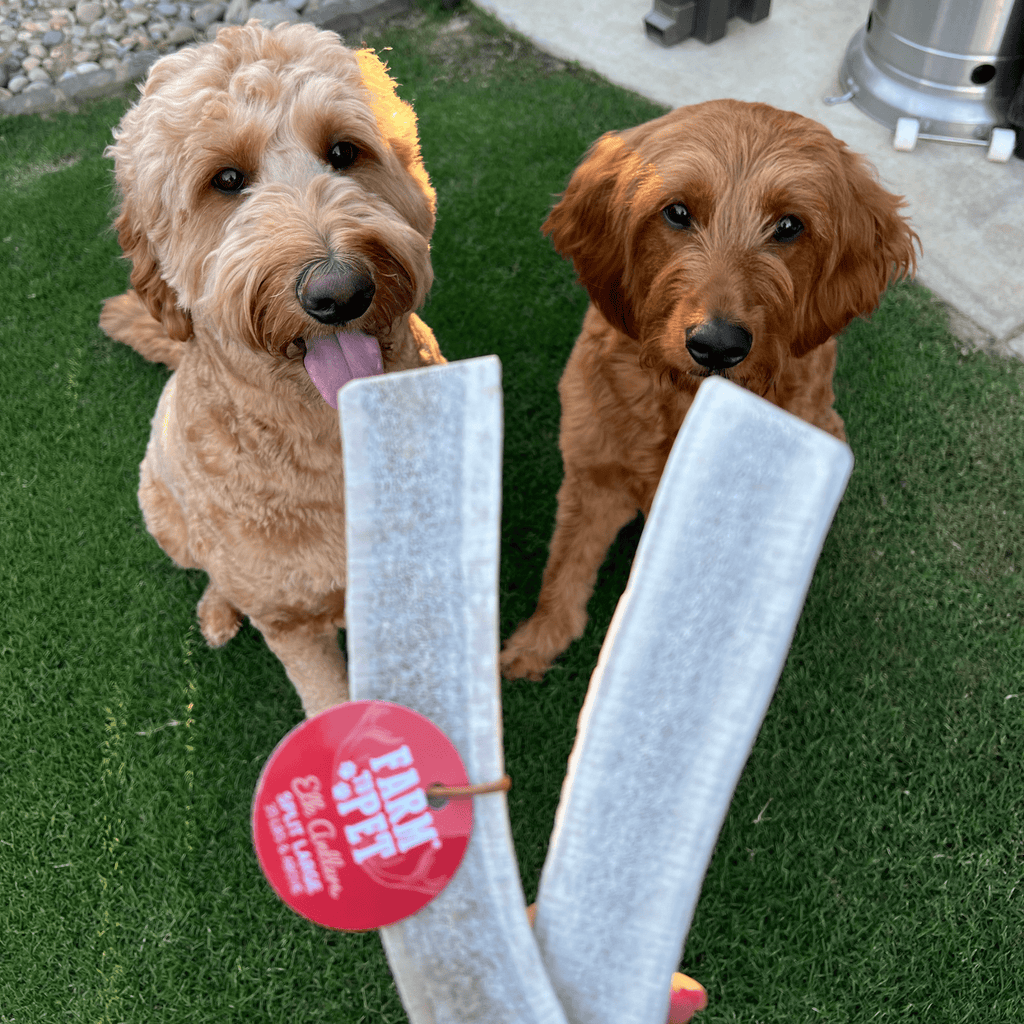 Elk Antler Chews — Long-Lasting, All-Natural Dog Chews