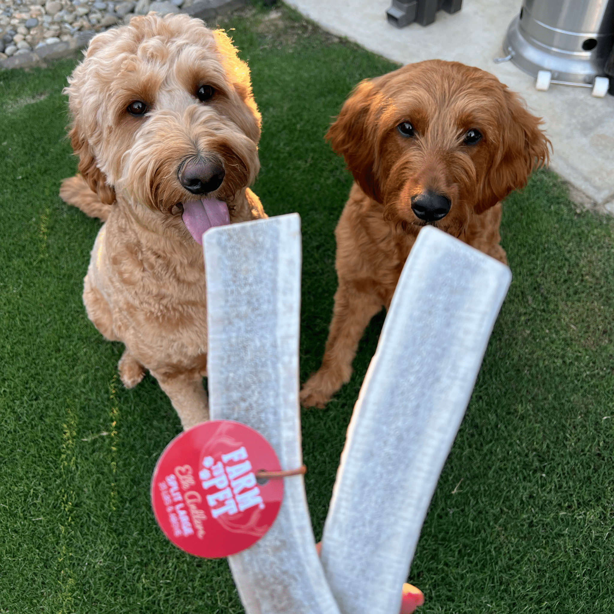 Elk Antler Chews — Long-Lasting, All-Natural Dog Chews