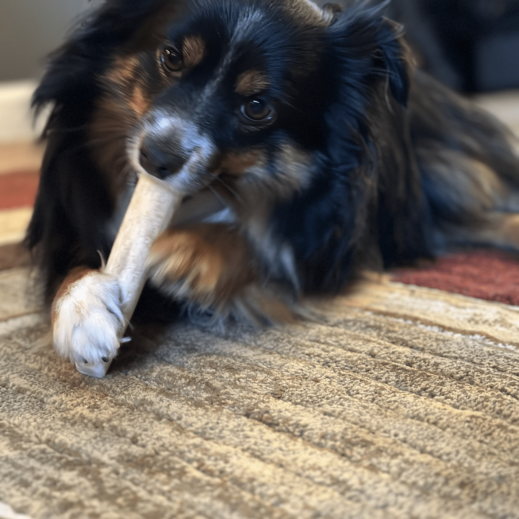 Elk Antler Chews — Long-Lasting, All-Natural Dog Chews