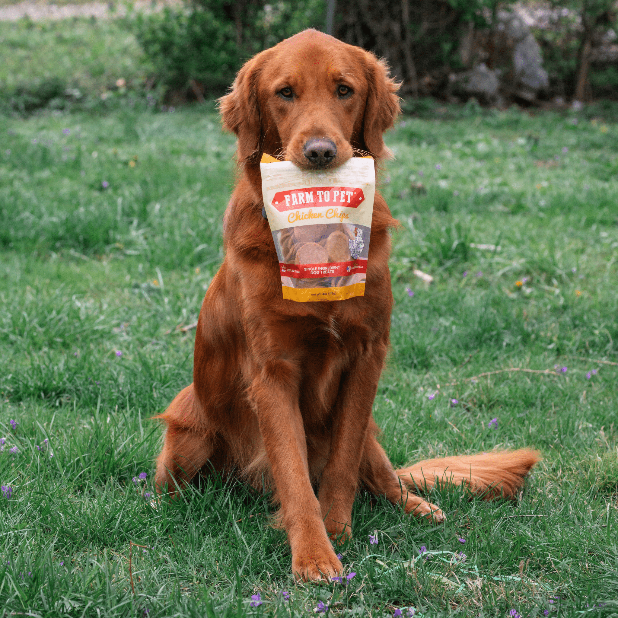 Chicken Chips — One-Ingredient Dog Treats (Made in USA)
