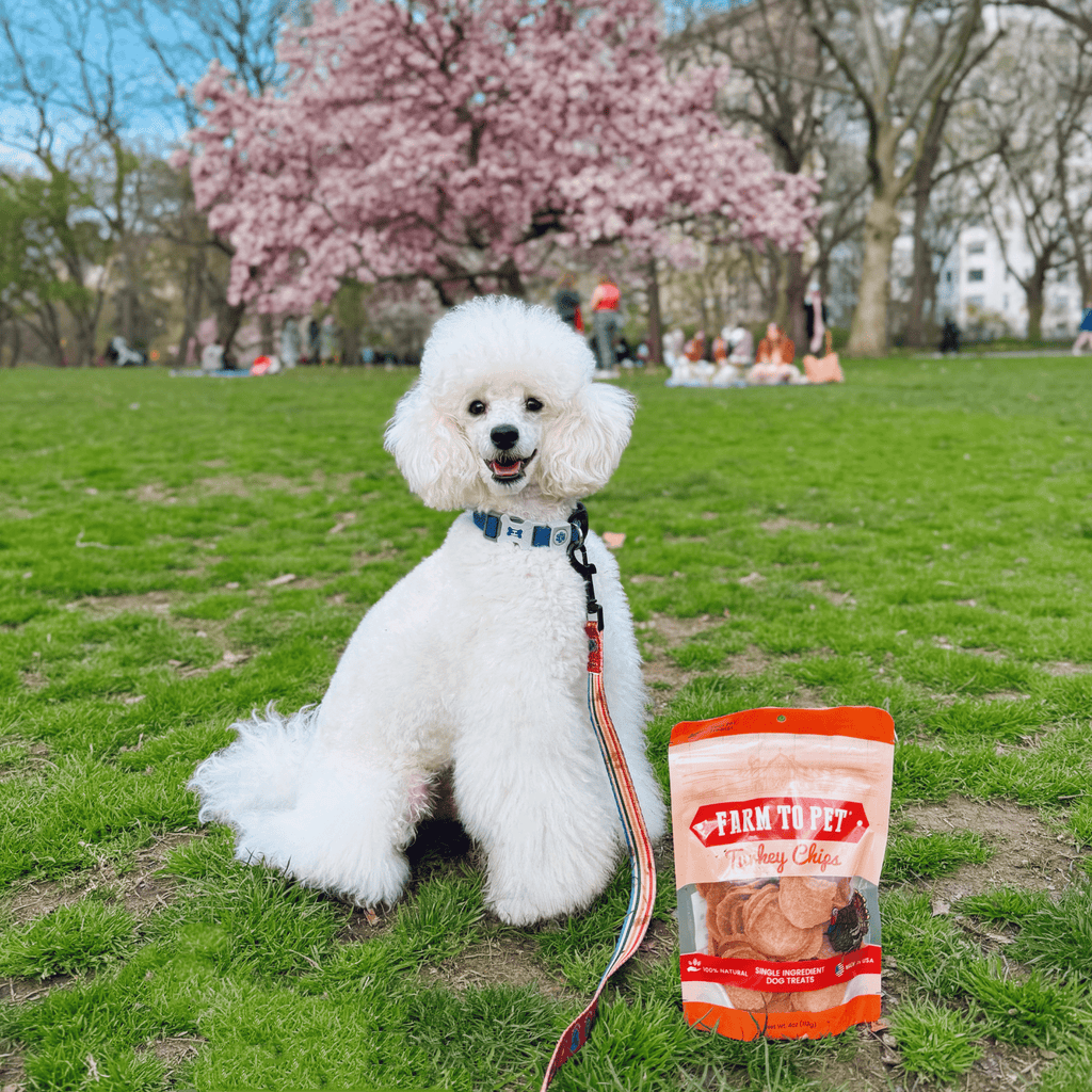 Turkey Chips — One-Ingredient Dog Treats (Made in USA)