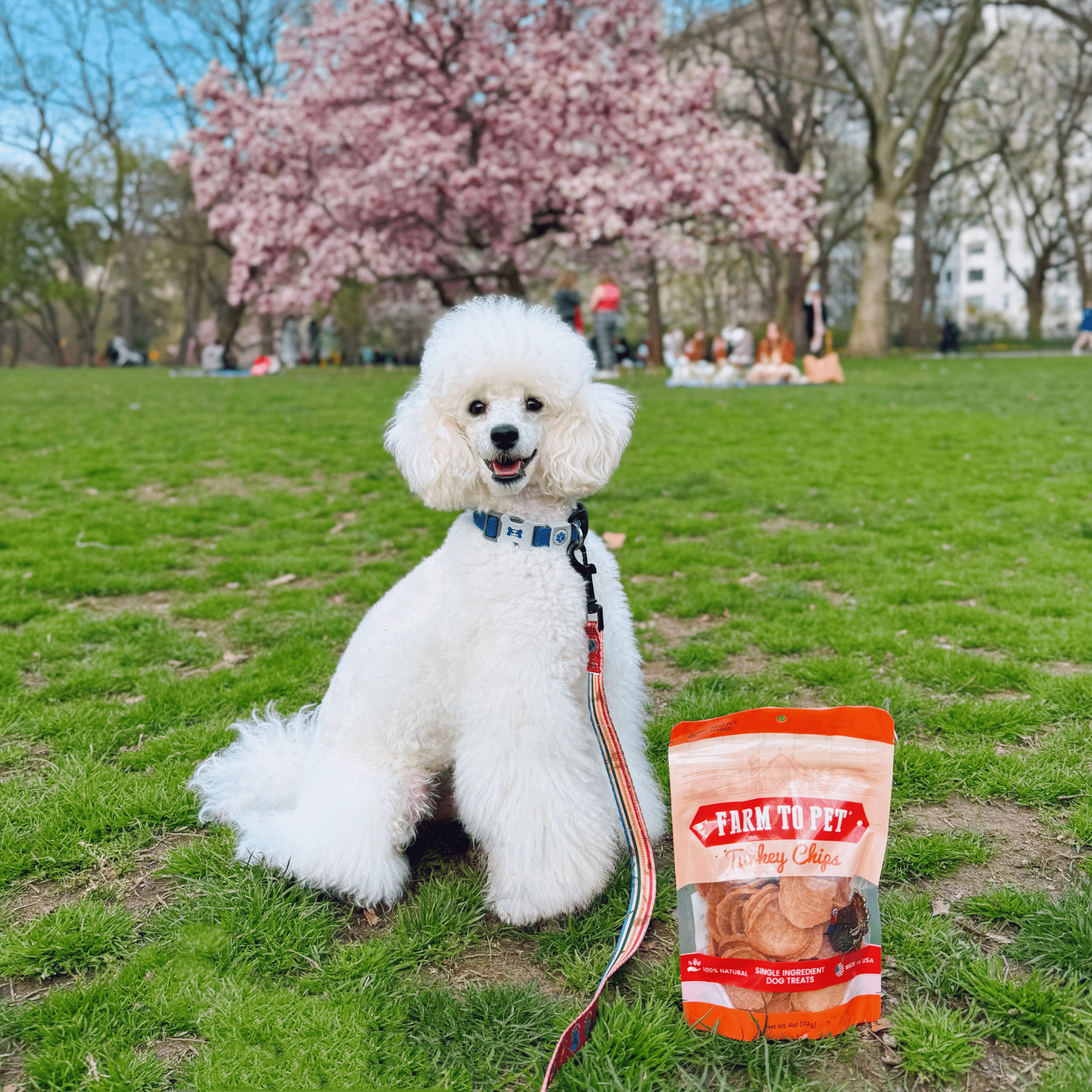 Turkey Chips — One-Ingredient Dog Treats (Made in USA)