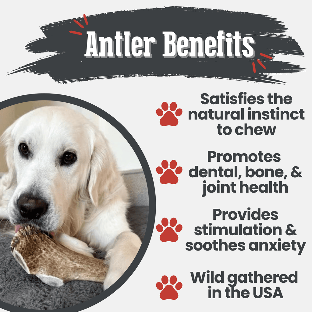 Elk Antler Chews — Long-Lasting, All-Natural Dog Chews