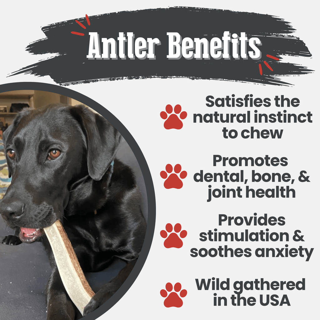 Elk Antler Chews — Long-Lasting, All-Natural Dog Chews