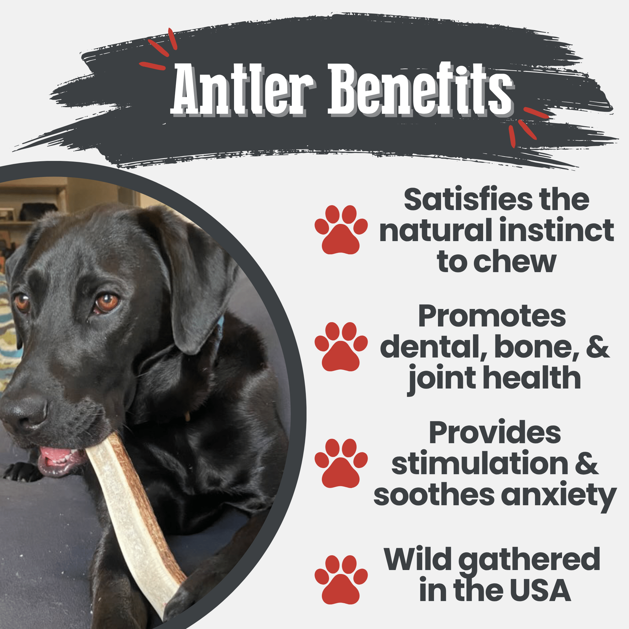 Elk Antler Chews — Long-Lasting, All-Natural Dog Chews