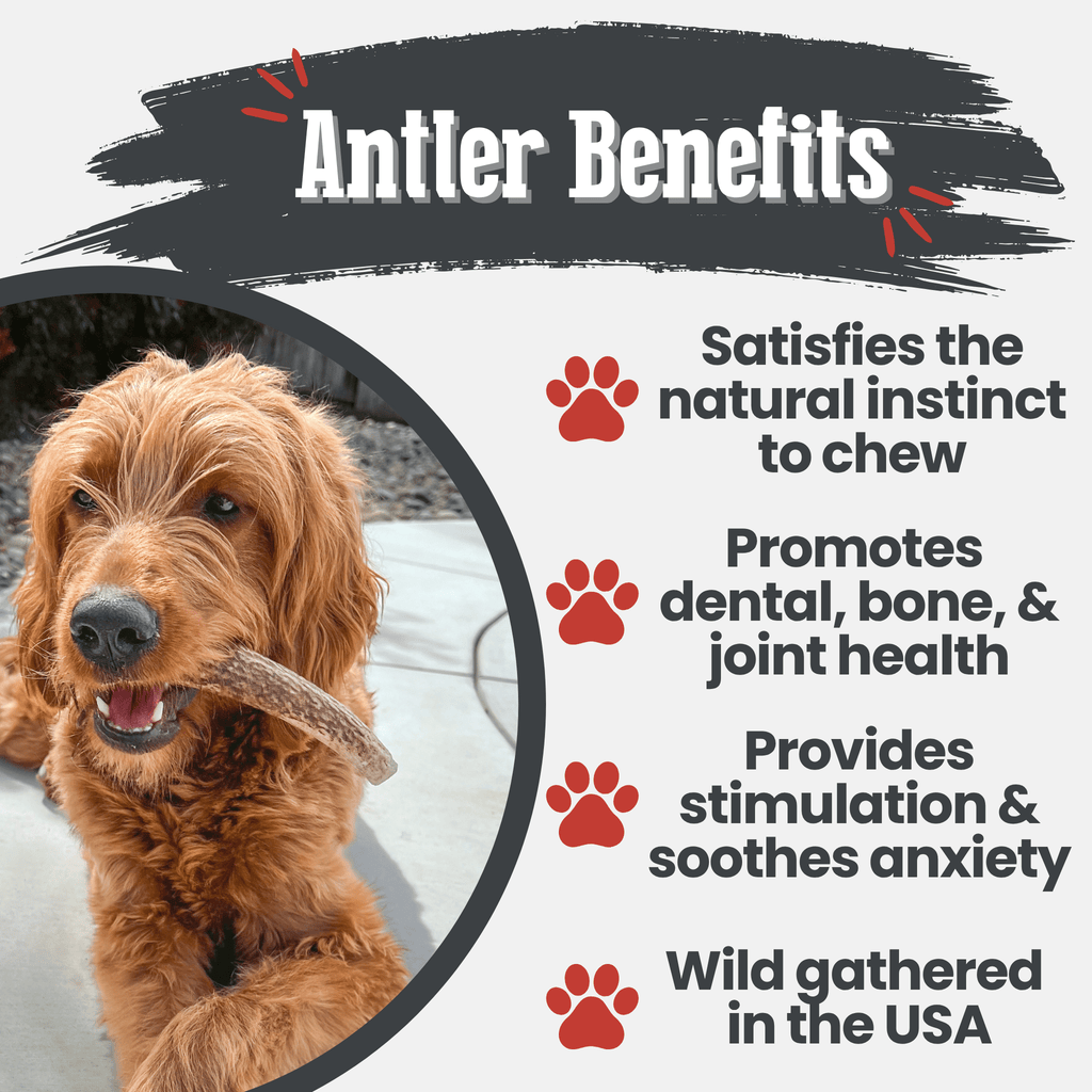 Elk Antler Chews — Long-Lasting, All-Natural Dog Chews