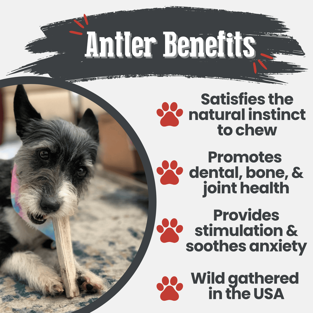 Elk Antler Chews — Long-Lasting, All-Natural Dog Chews