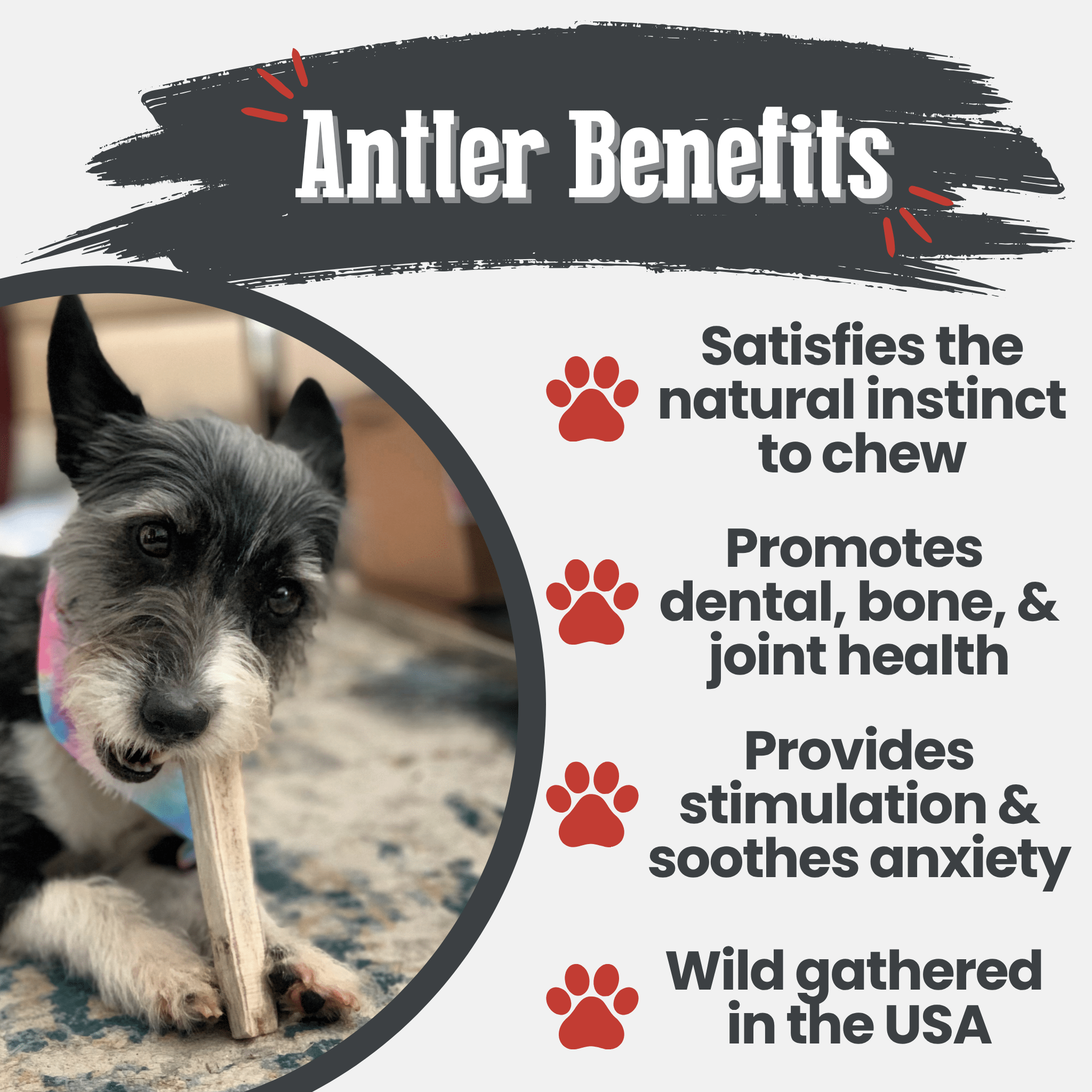 Elk Antler Chews — Long-Lasting, All-Natural Dog Chews
