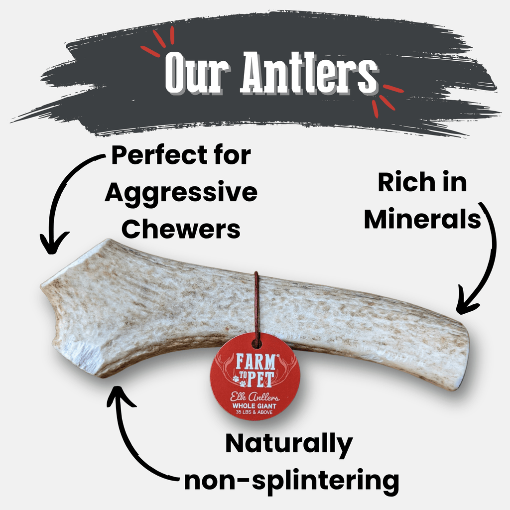 Elk Antler Chews — Long-Lasting, All-Natural Dog Chews