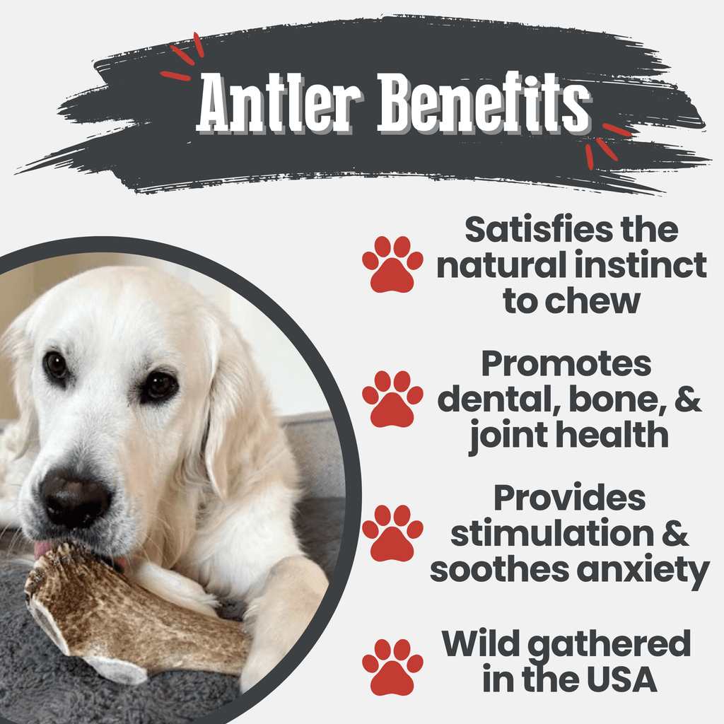 Elk Antler Chews — Long-Lasting, All-Natural Dog Chews