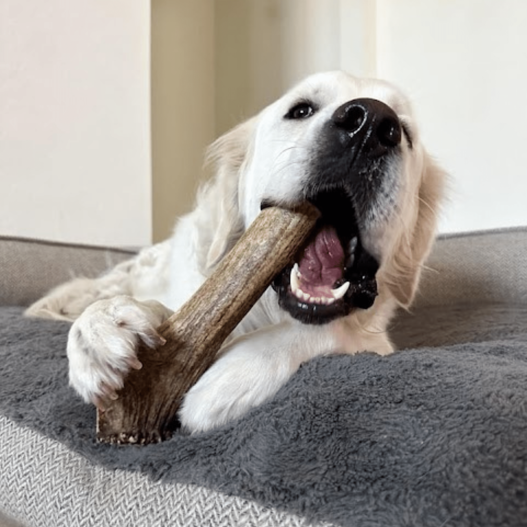 Elk Antler Chews — Long-Lasting, All-Natural Dog Chews