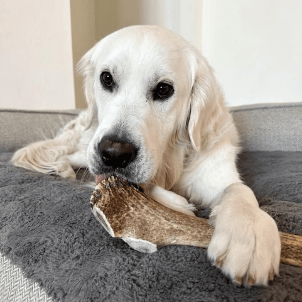Elk Antler Chews — Long-Lasting, All-Natural Dog Chews