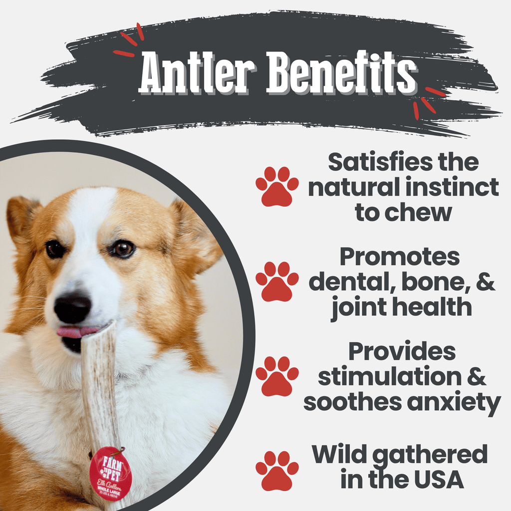 Elk Antler Chews — Long-Lasting, All-Natural Dog Chews