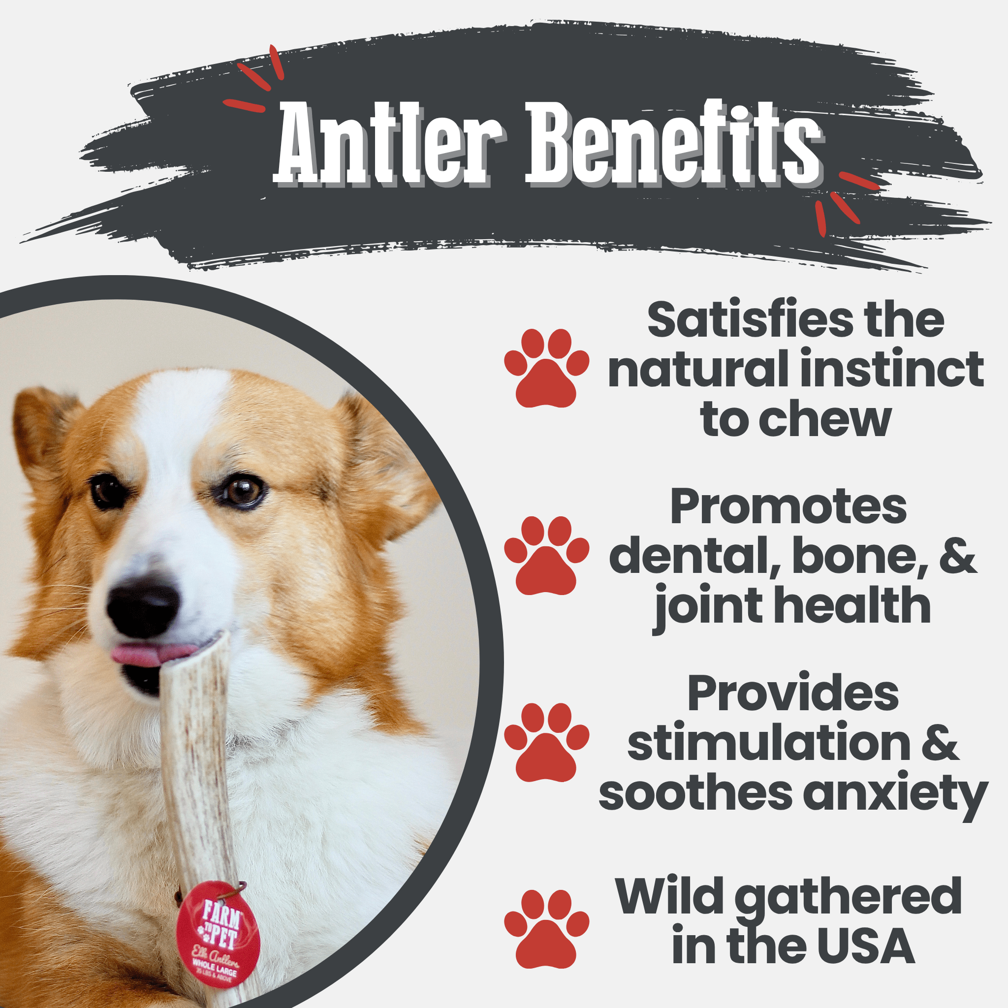 Elk Antler Chews — Long-Lasting, All-Natural Dog Chews
