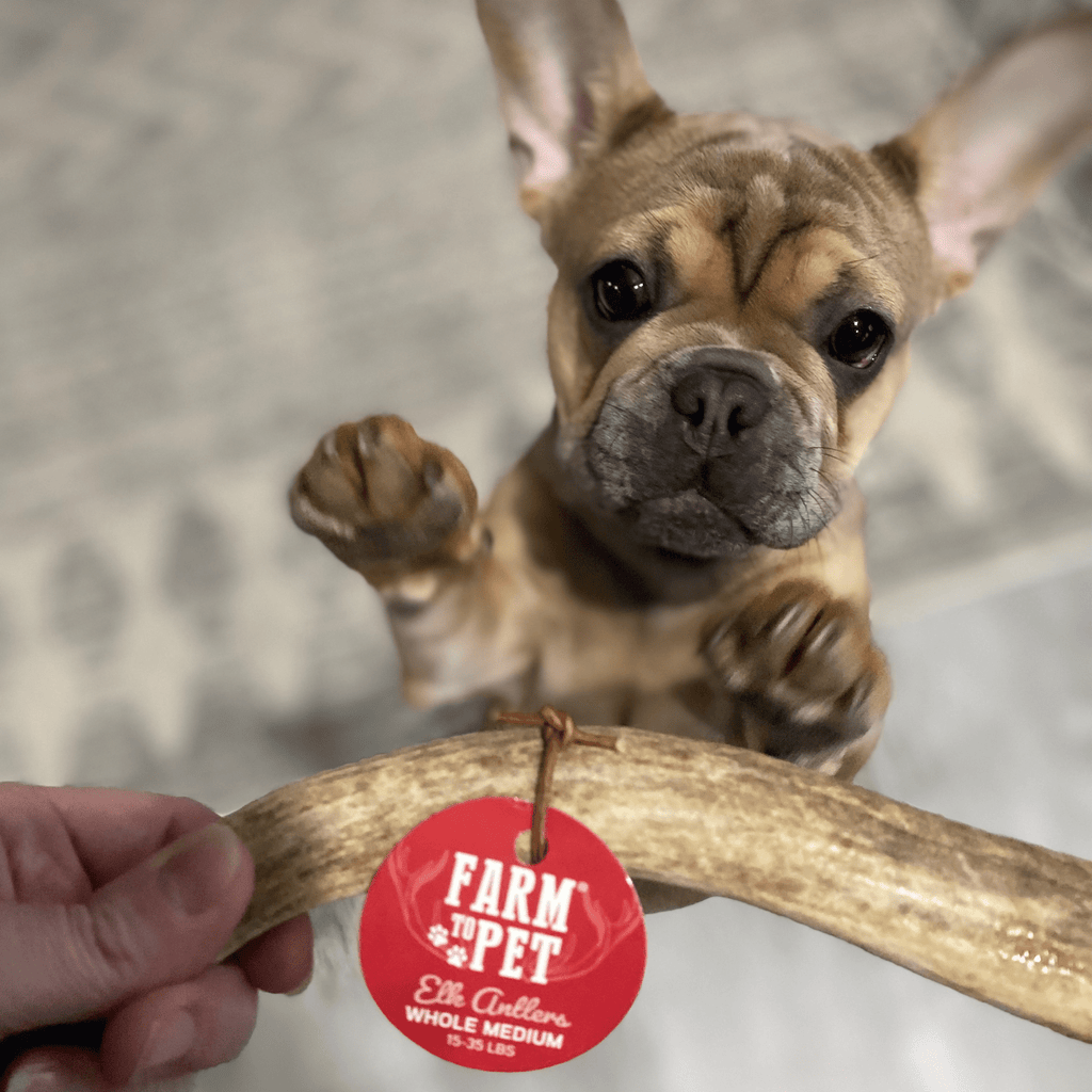 Elk Antler Chews — Long-Lasting, All-Natural Dog Chews