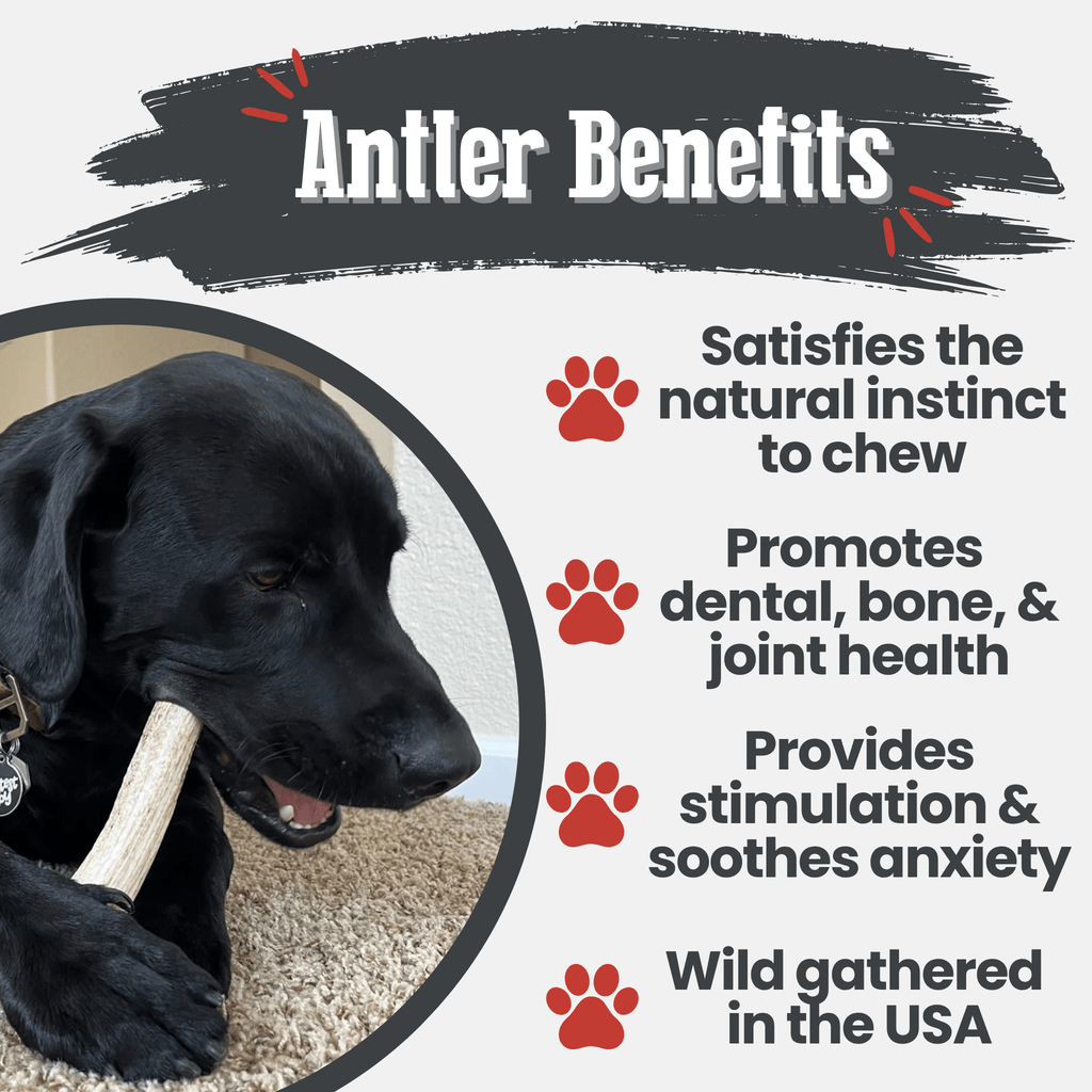 Elk Antler Chews — Long-Lasting, All-Natural Dog Chews