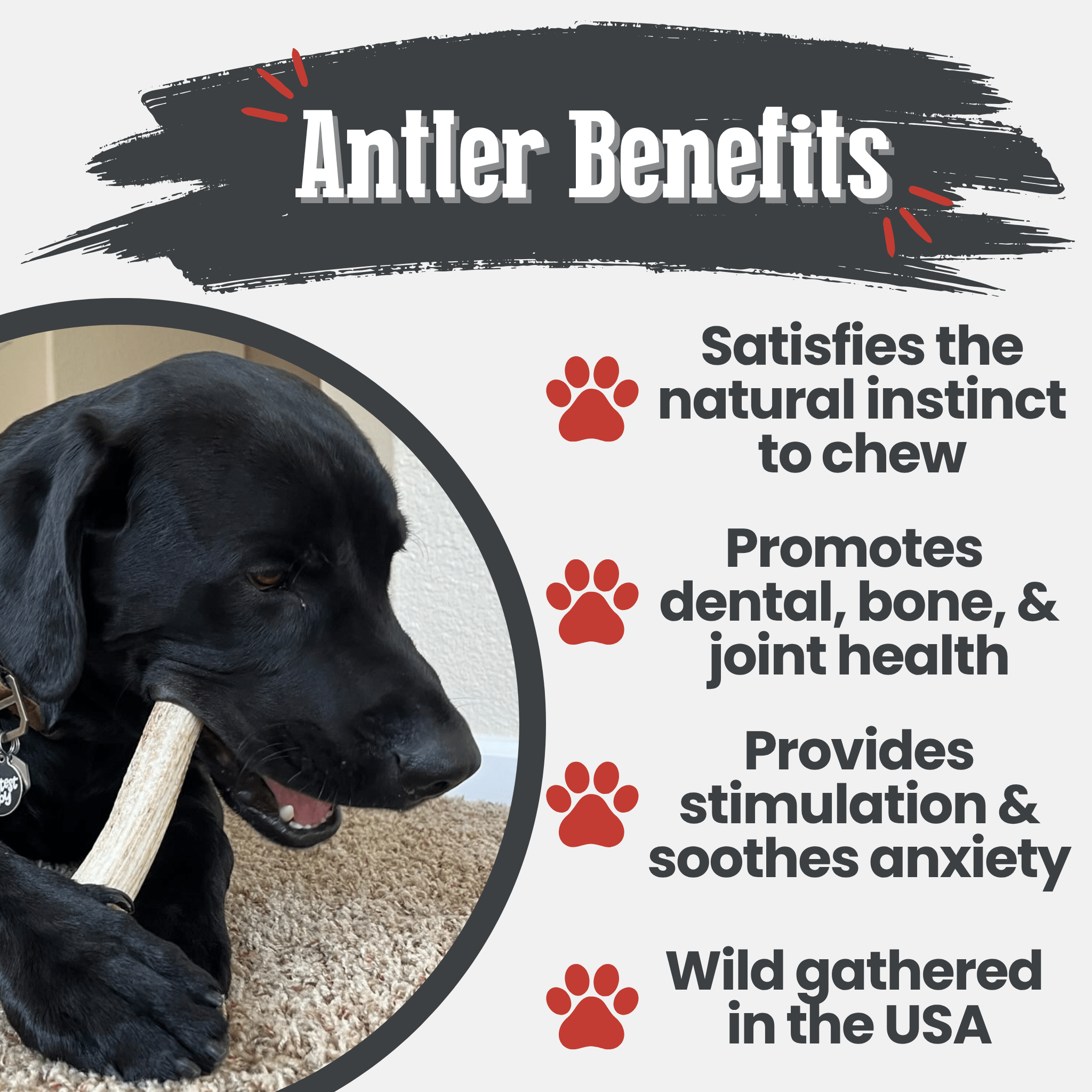 Elk Antler Chews — Long-Lasting, All-Natural Dog Chews