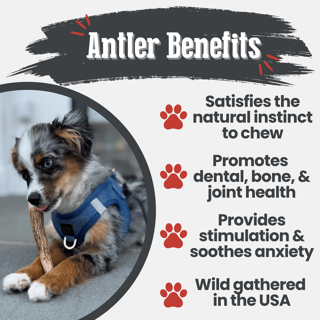 Elk Antler Chews — Long-Lasting, All-Natural Dog Chews