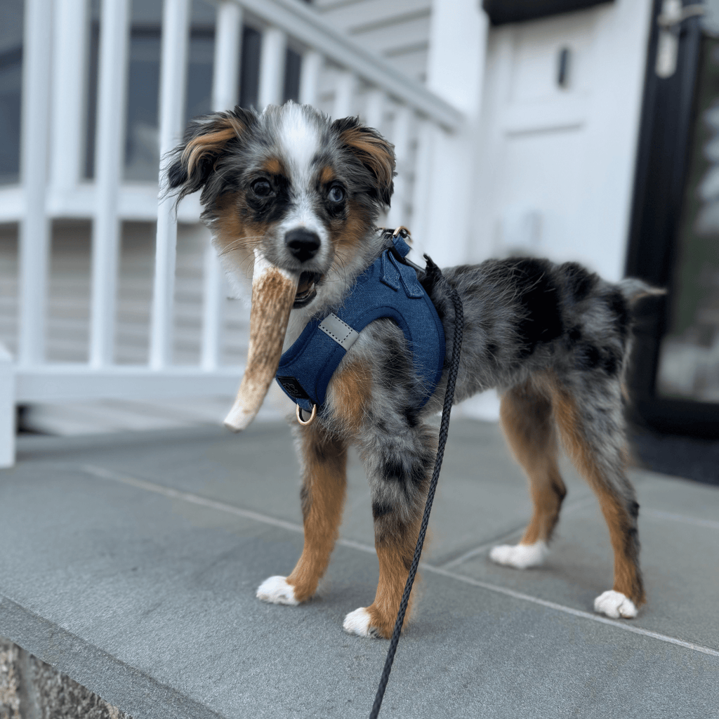 Elk Antler Chews — Long-Lasting, All-Natural Dog Chews