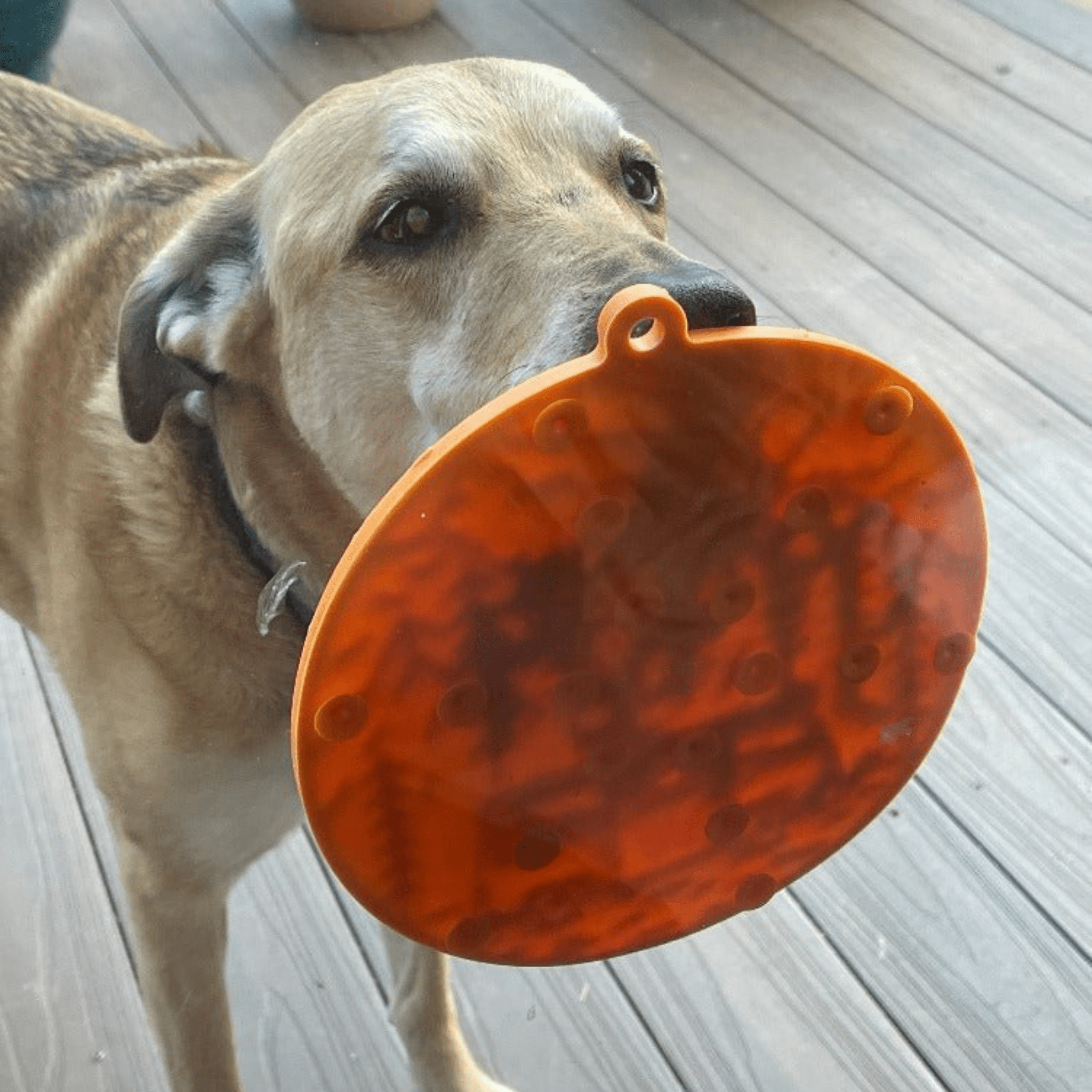 Lick Mat — Calm Spa Moments, Suction-Cup Steady