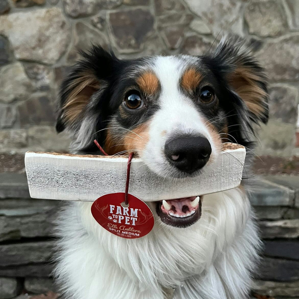 Elk Antler Chews — Long-Lasting, All-Natural Dog Chews
