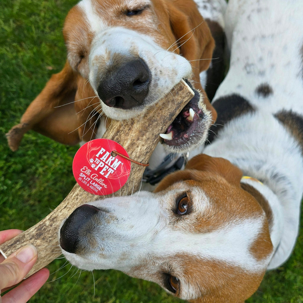 Elk Antler Chews — Long-Lasting, All-Natural Dog Chews