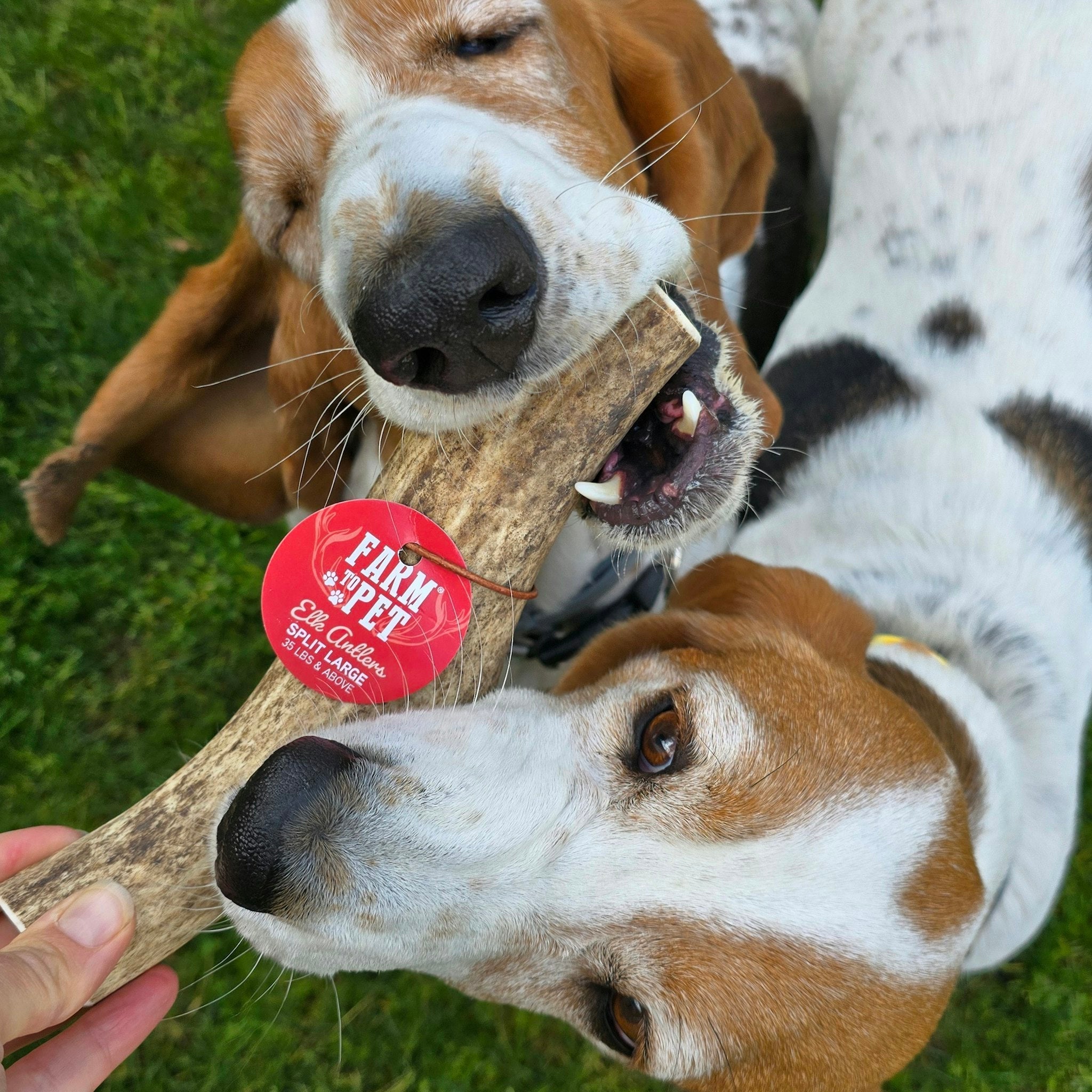 Elk Antler Chews — Long-Lasting, All-Natural Dog Chews