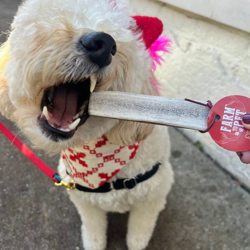 Elk Antler Chews — Long-Lasting, All-Natural Dog Chews