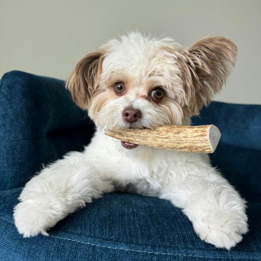 Elk Antler Chews — Long-Lasting, All-Natural Dog Chews