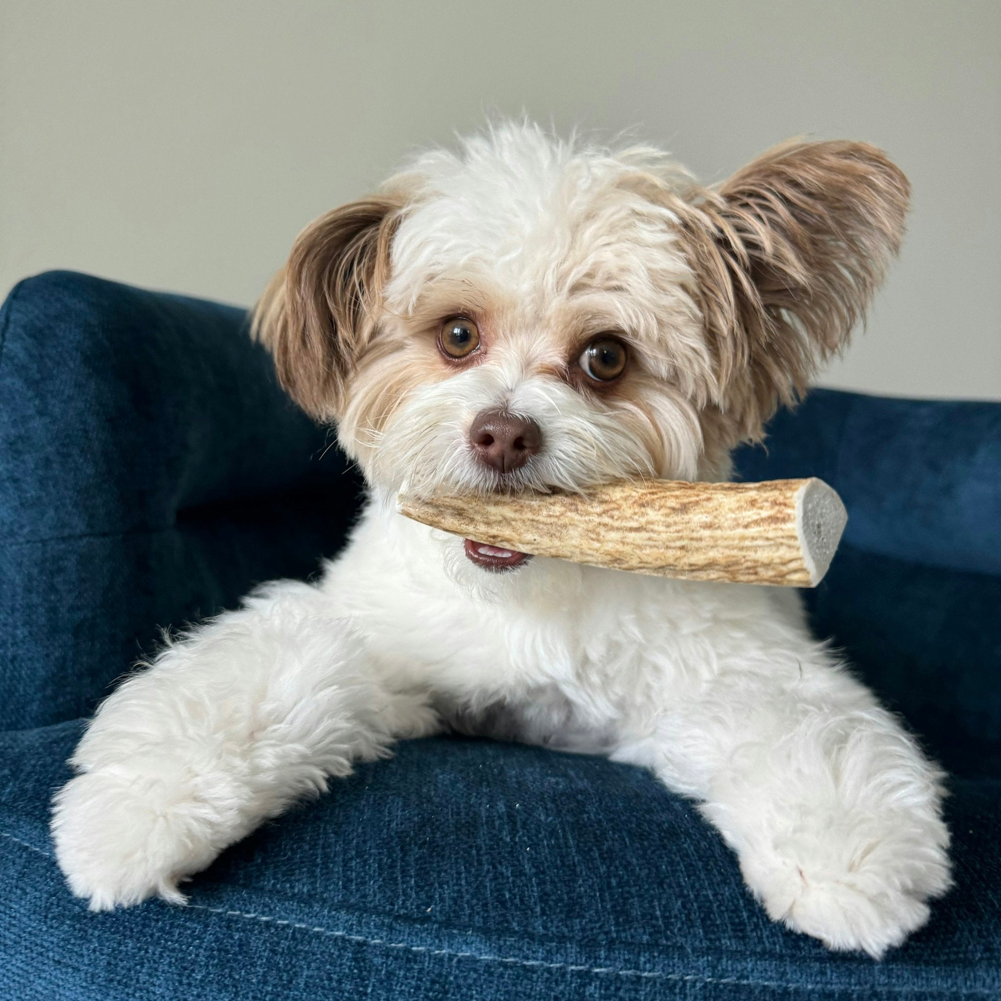 Elk Antler Chews — Long-Lasting, All-Natural Dog Chews