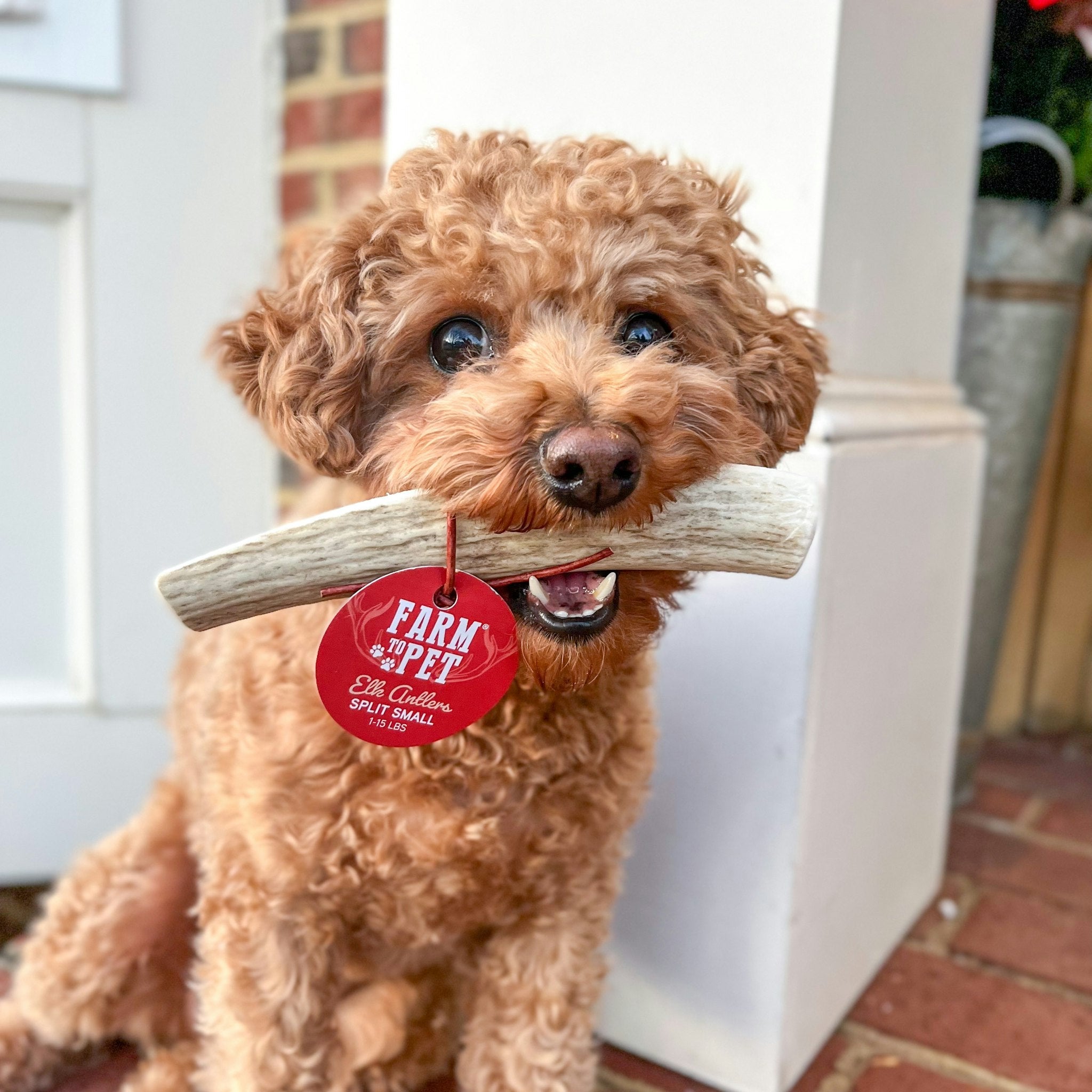 Elk Antler Chews — Long-Lasting, All-Natural Dog Chews