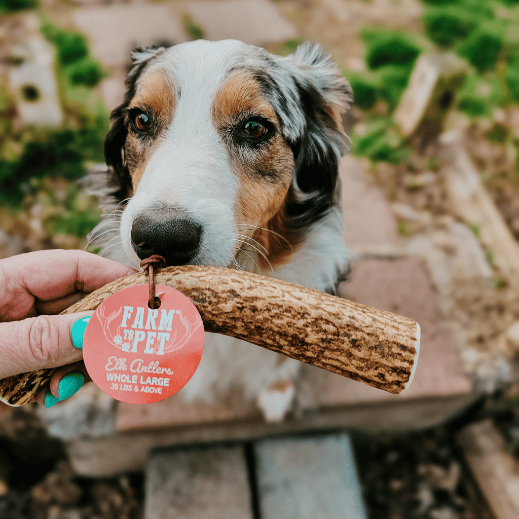 Elk Antler Chews — Long-Lasting, All-Natural Dog Chews