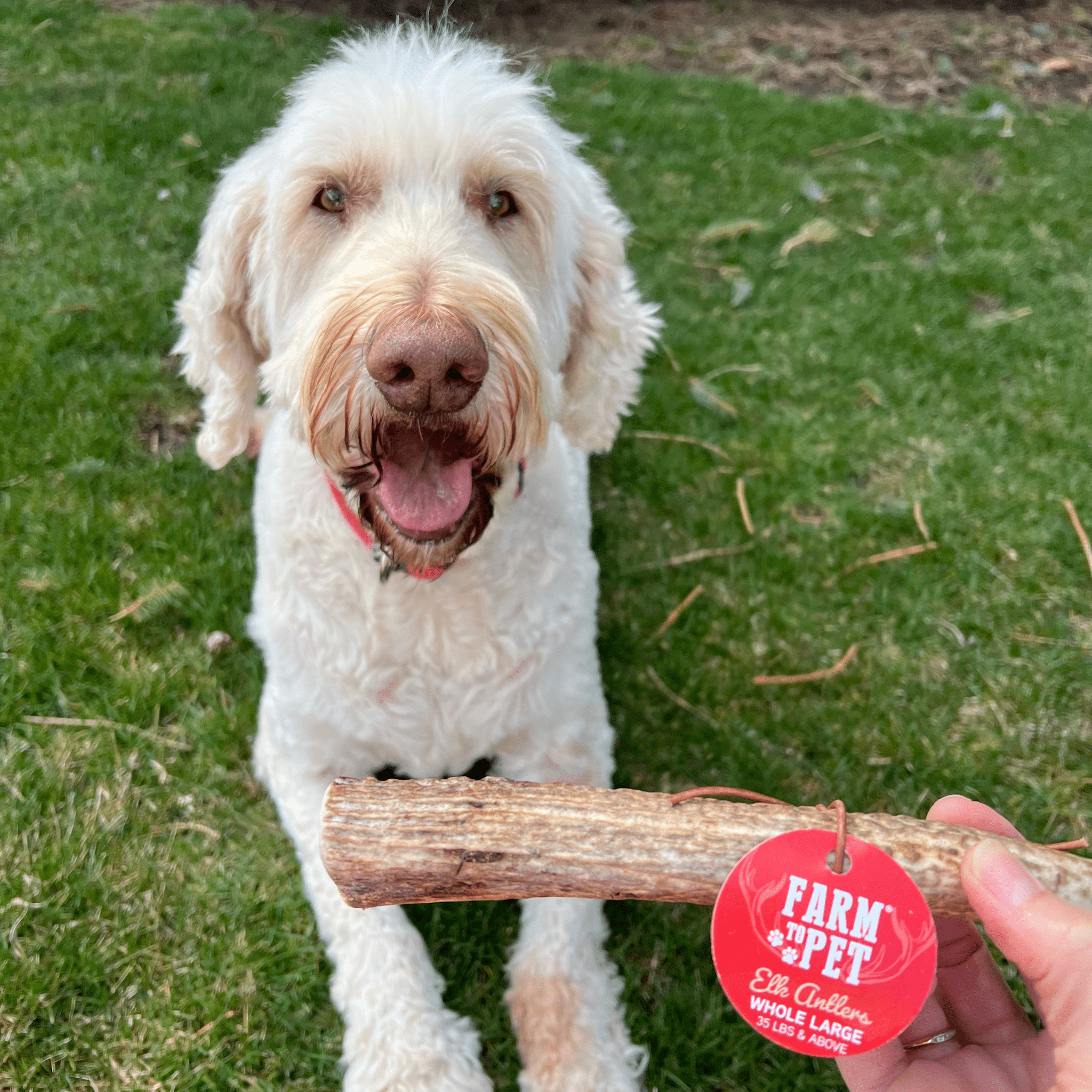 Elk Antler Chews — Long-Lasting, All-Natural Dog Chews