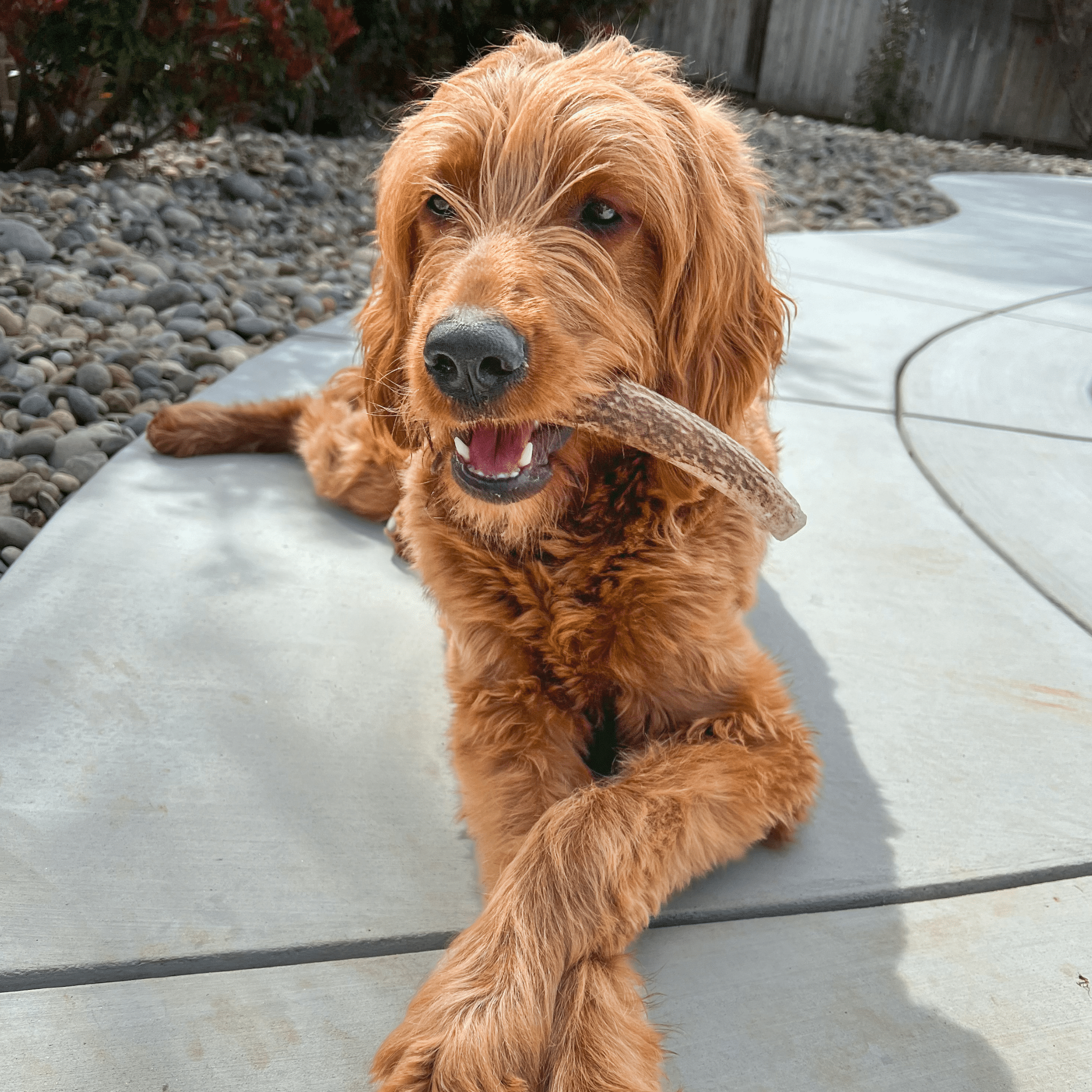 Elk Antler Chews — Long-Lasting, All-Natural Dog Chews