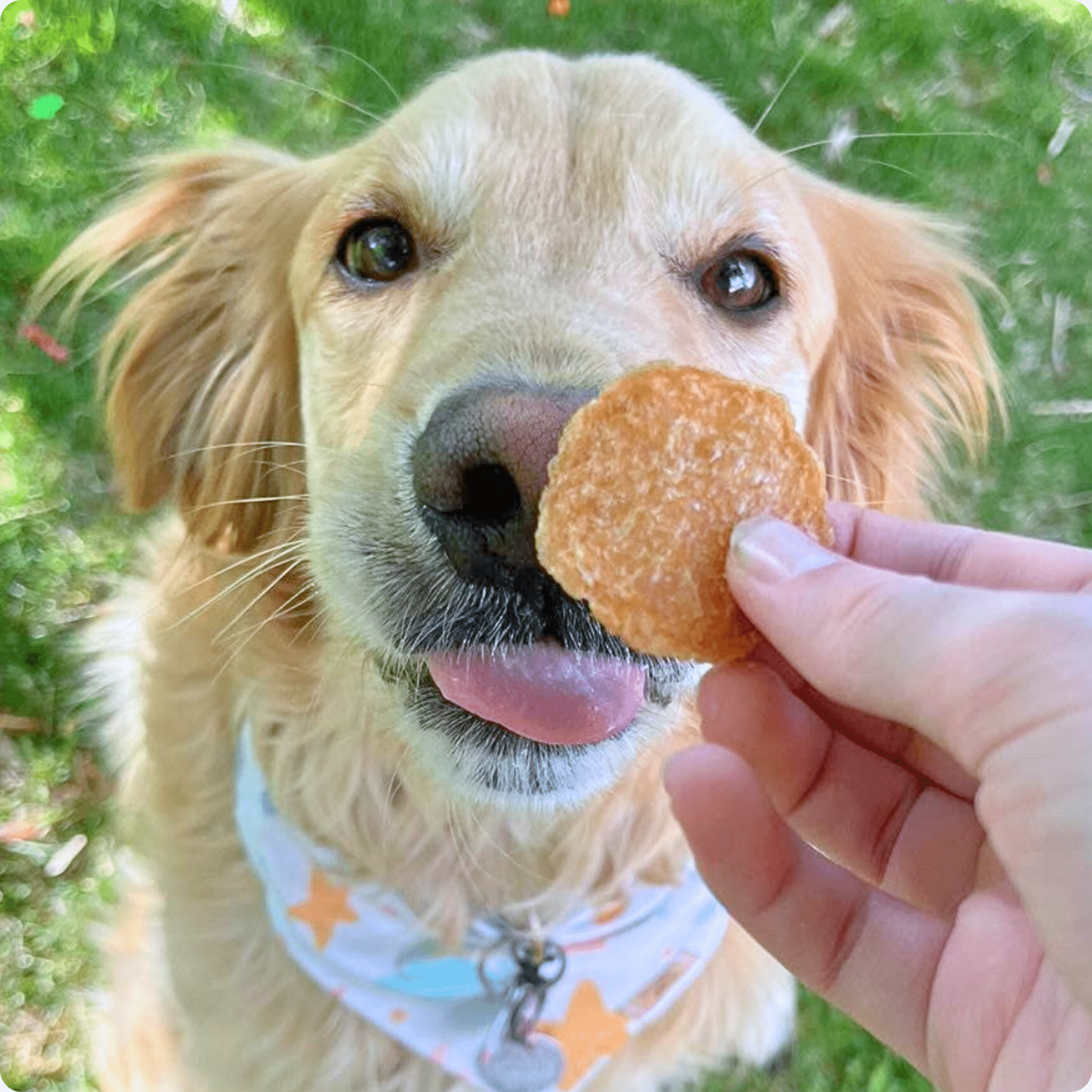 Chicken Chips — One-Ingredient Dog Treats (Made in USA)