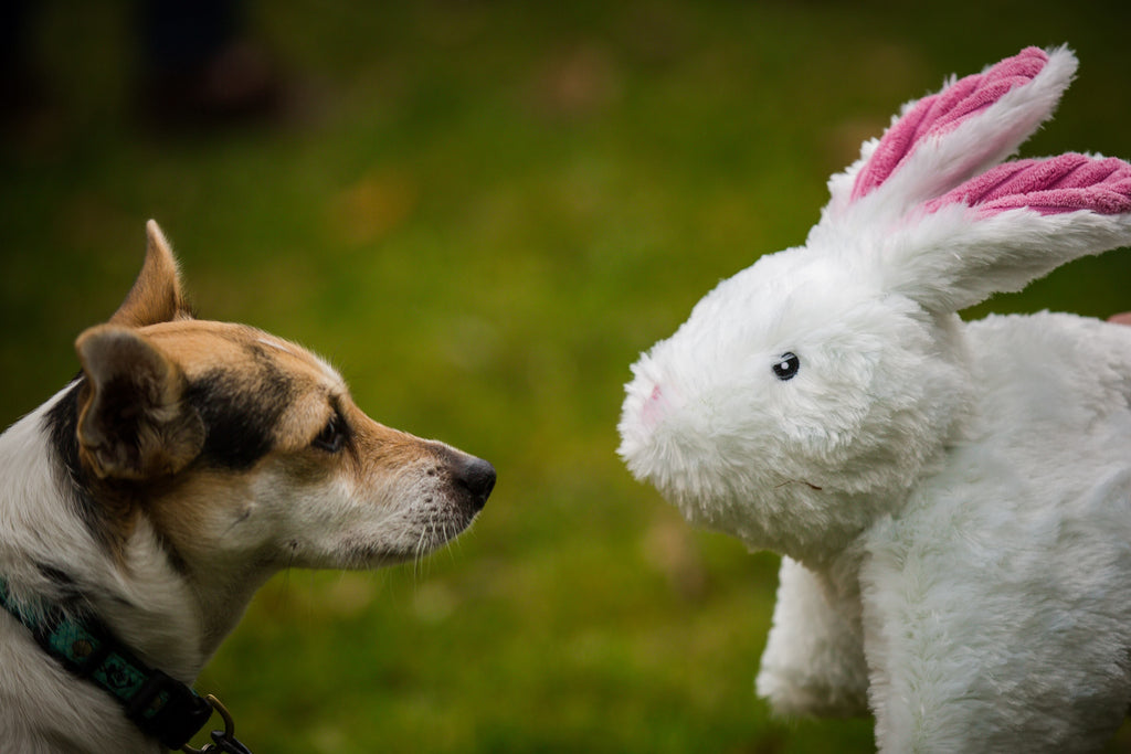 Squooshie Bunny — The Soft Plush Cuddle Buddy