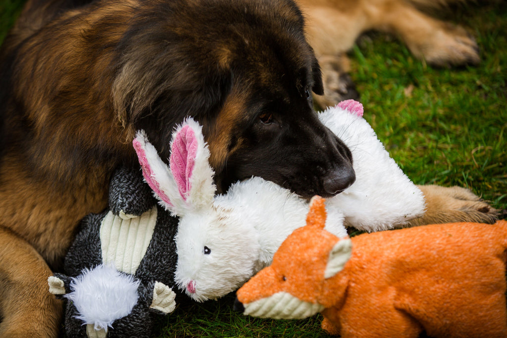 Squooshie Bunny — The Soft Plush Cuddle Buddy