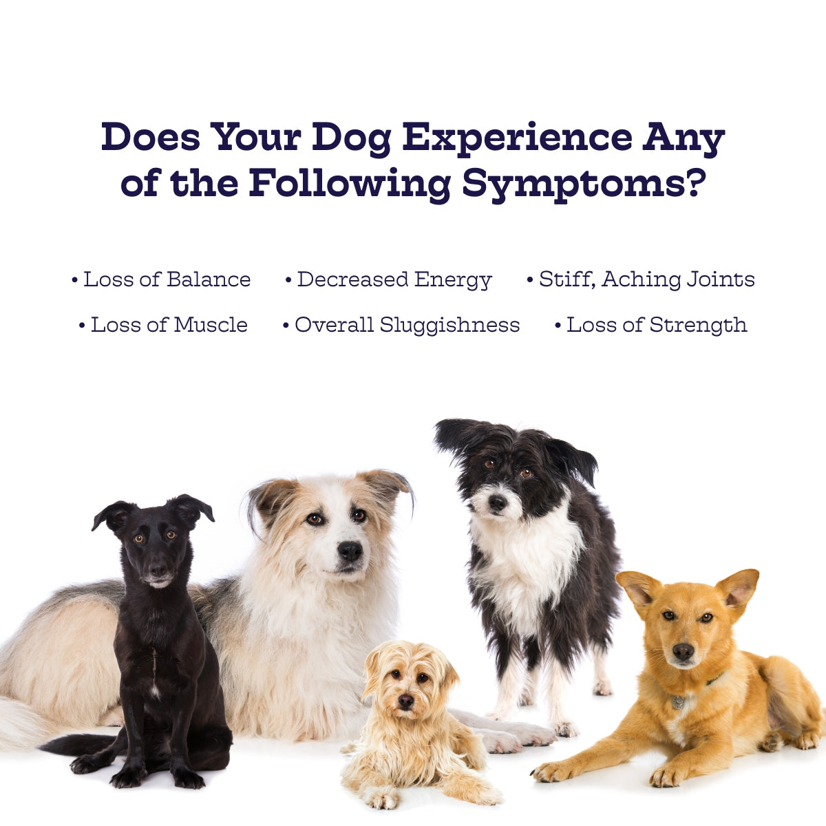Hip & Joint Chews — Glucosamine + MSM Daily Support
